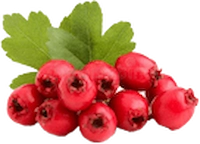 Hawthorn Berry