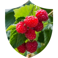 Red Raspberry