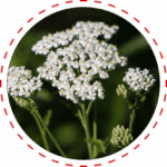 Yarrow herb