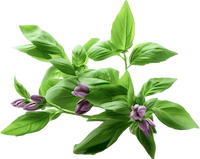 Holy Basil